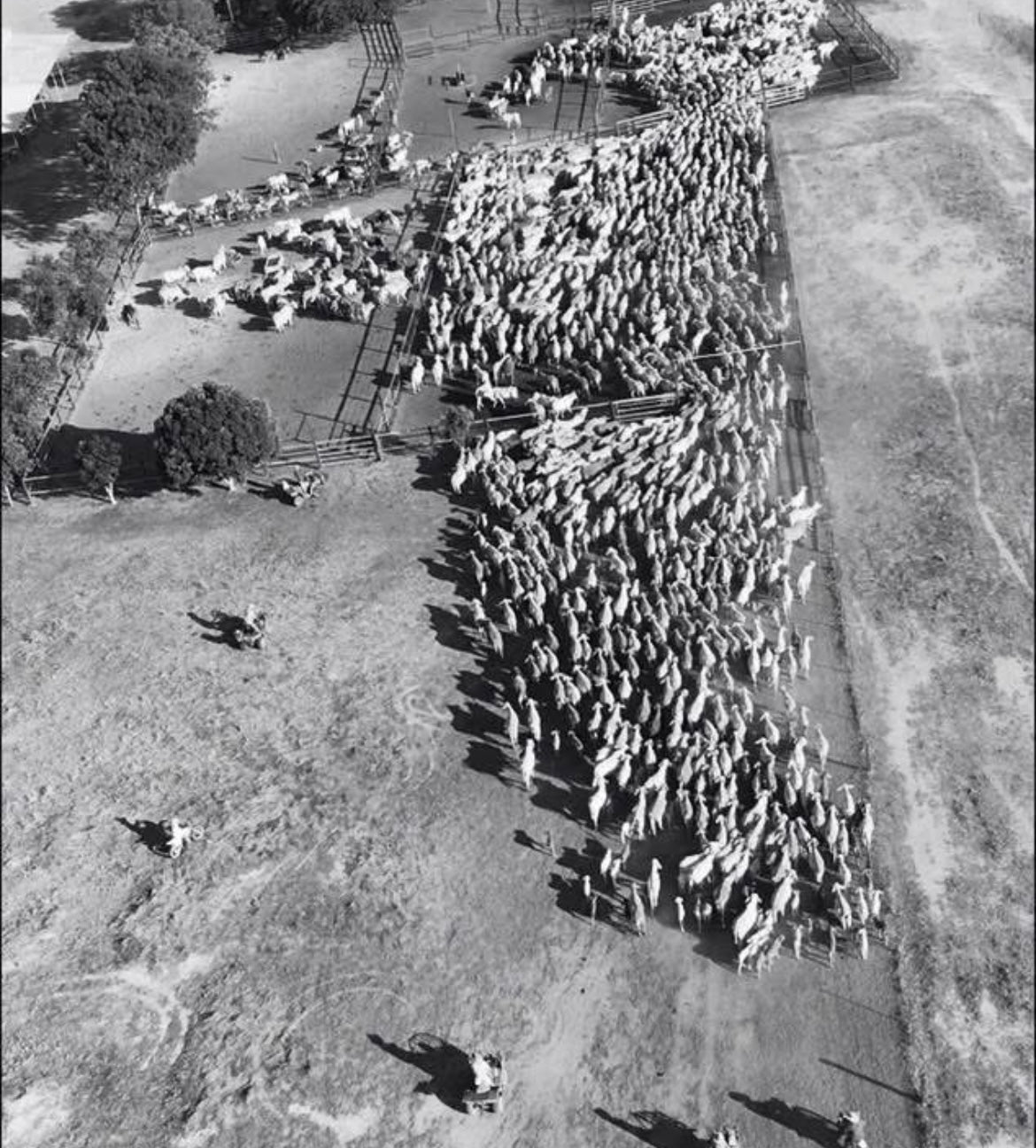 The BIG muster picnic rug