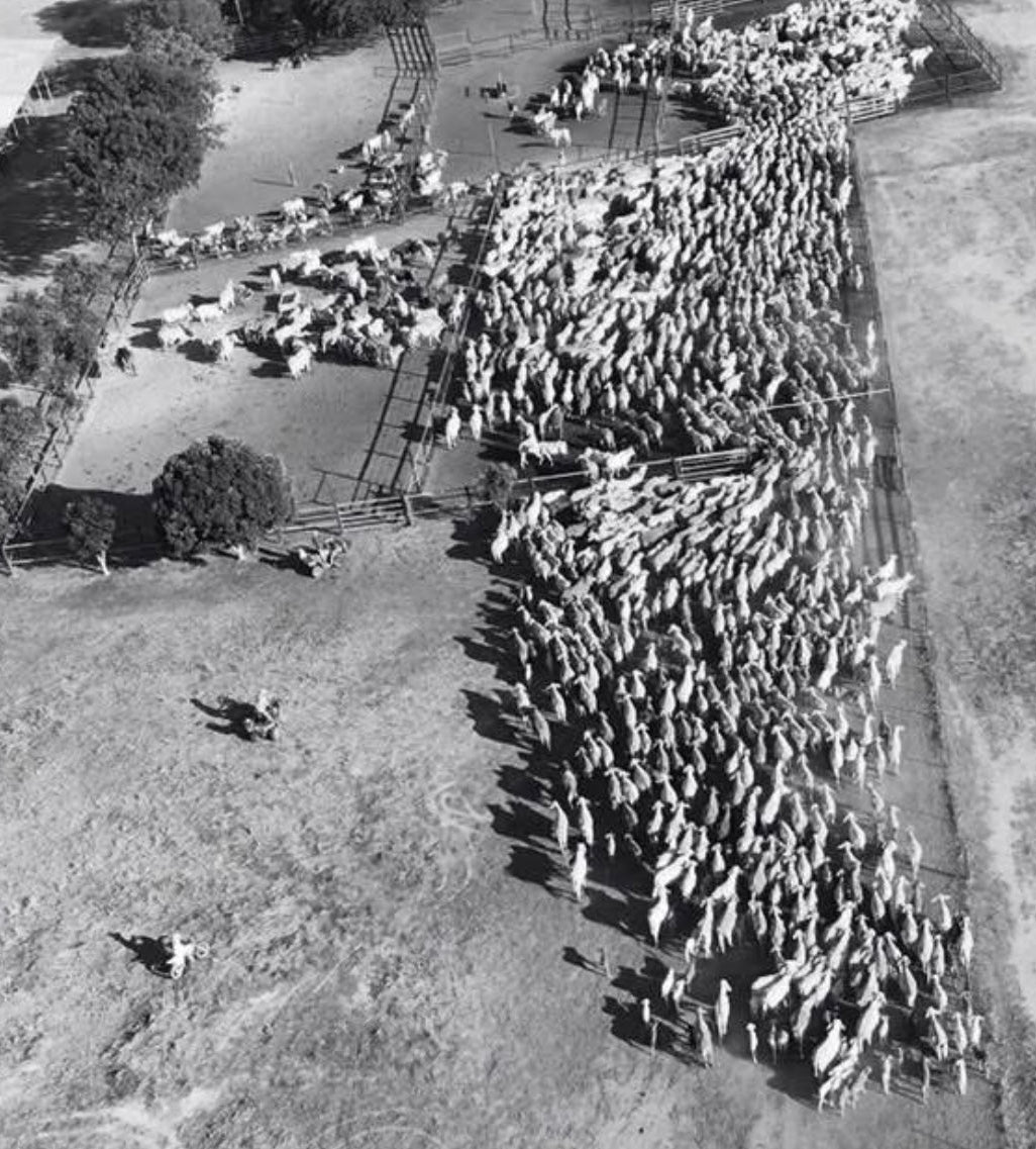 The BIG muster picnic rug
